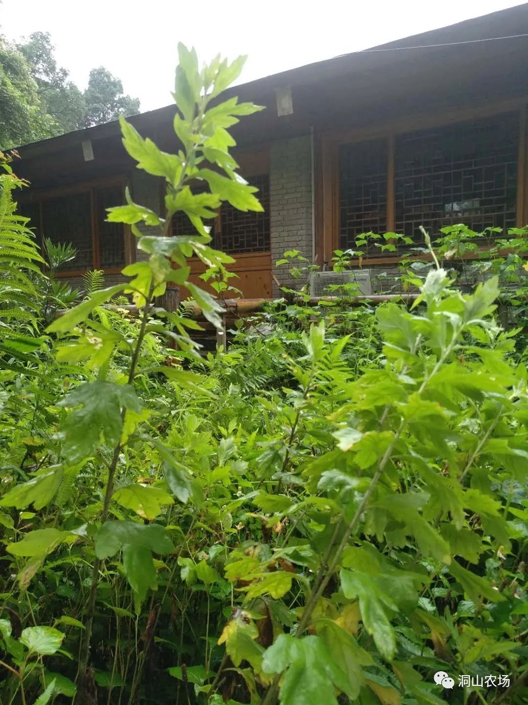 洞山百草园从中医药大学引进的艾草